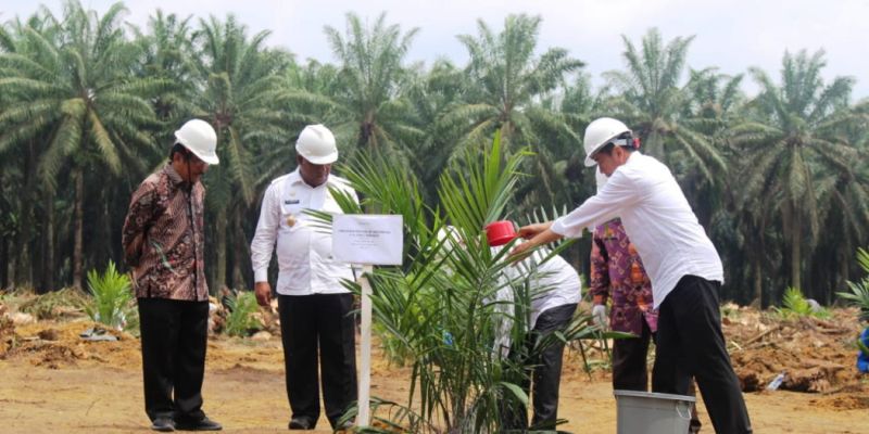 Petani Sawit Dihimbau Tak Asal Tanam Bibit