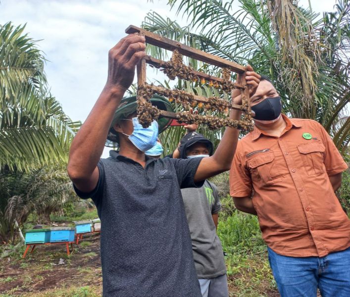 Menengok Budidaya Lebah Madu di Segintil