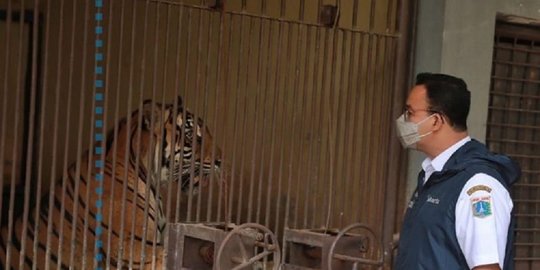 Dua Harimau Sumatera di Taman Ragunan Terpapar Covid-19