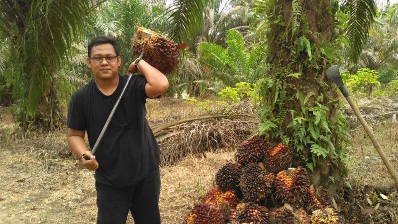 Kado HUT Riau ke-64, Harga Sawit Tembus Rp 2.762 Per Kilo