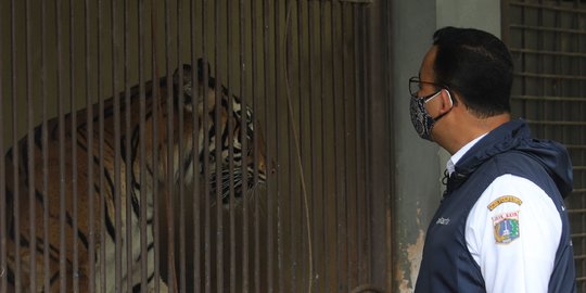 2 Harimau Terpapar Covid-19, Dewan Pertanyakan Pengawasan di Ragunan