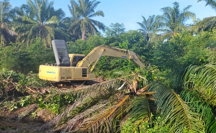 Baru Seperempat Kebun Sawit Tak Produktif yang Sudah Diremajakan