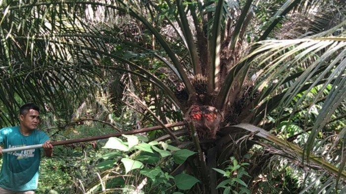 Harga TBS di Daerah ini Tertinggi Dalam Lima Tahun Terakhir