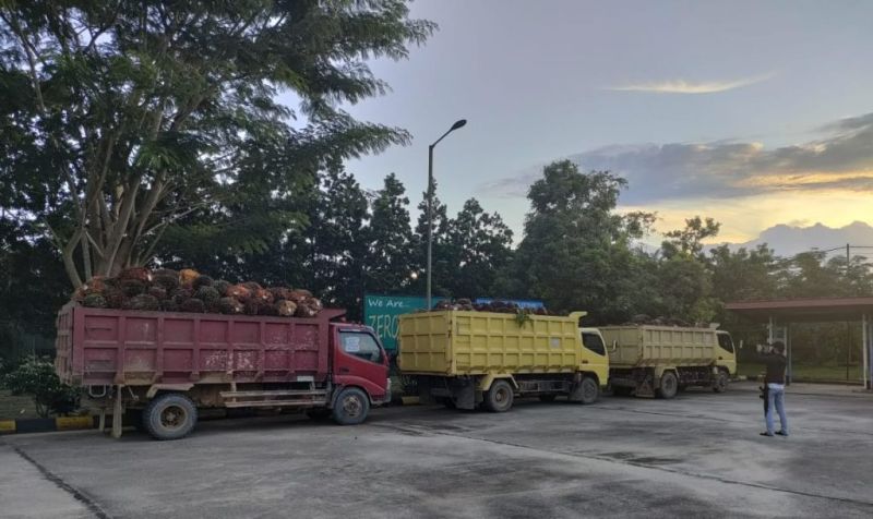 Lahan Bukan Milik Pelapor, Penyelidikan Pencurian Sawit Dihentikan