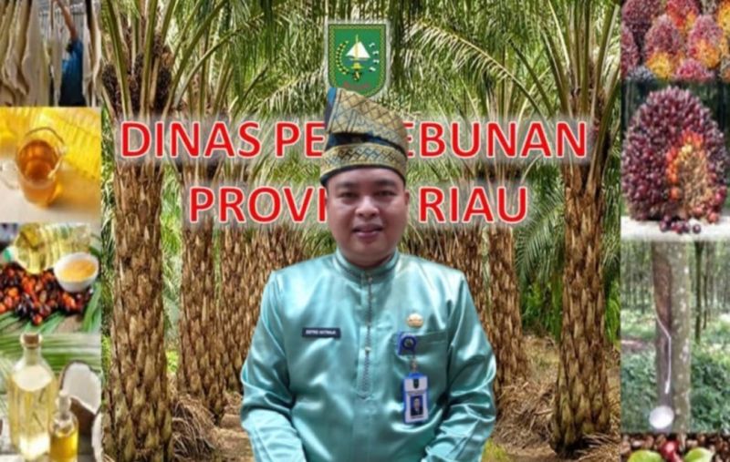 Harga Karet di Riau Ngegas hingga ke UPPB