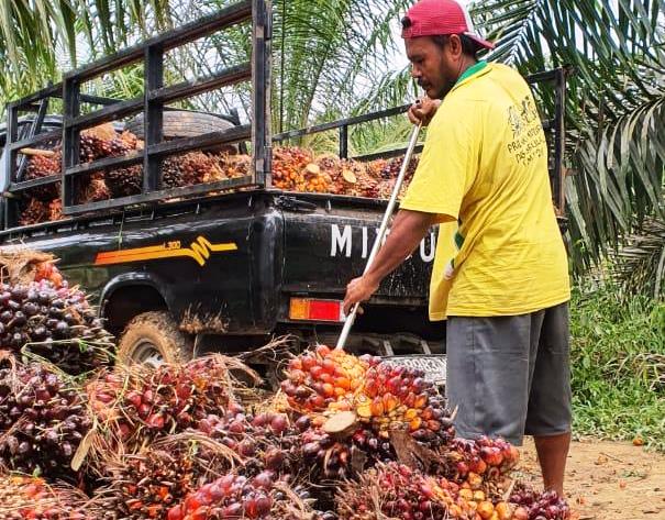 Mahasiswa UMRI Teliti HPP Sawit, Sudah Segini Katanya...