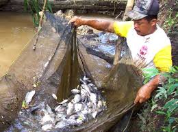 Perikanan Darat Masih Terkendala Bibit dan Pakan