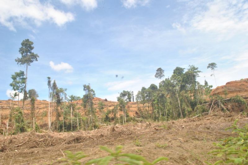 Izin 35 Perusahaan Perkebunan Sawit Diusulkan Dicabut
