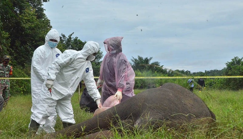 Lima Pembunuh Gajah dengan Cara Diracun dan Dipenggal Ditangkap