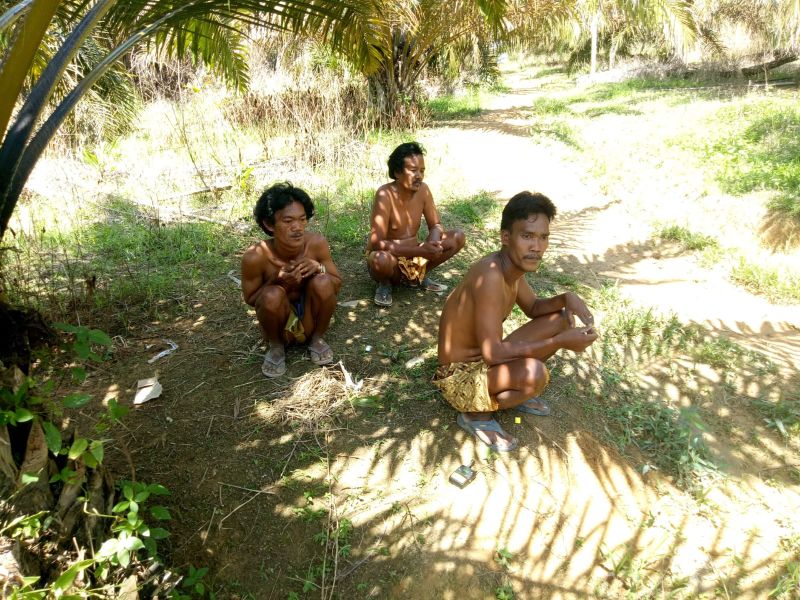 Bukan Pupuk, Sawit Diberi Garam Supaya tak Manja