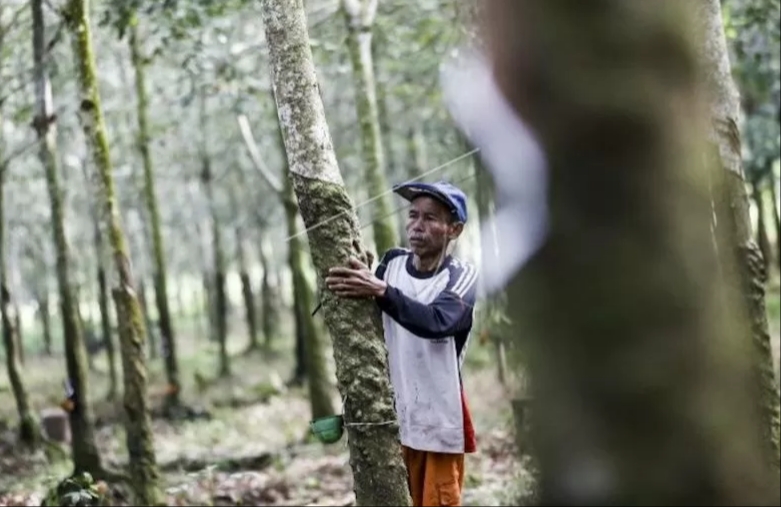 Harga Karet Menjulang di Sejumlah Wilayah di Riau