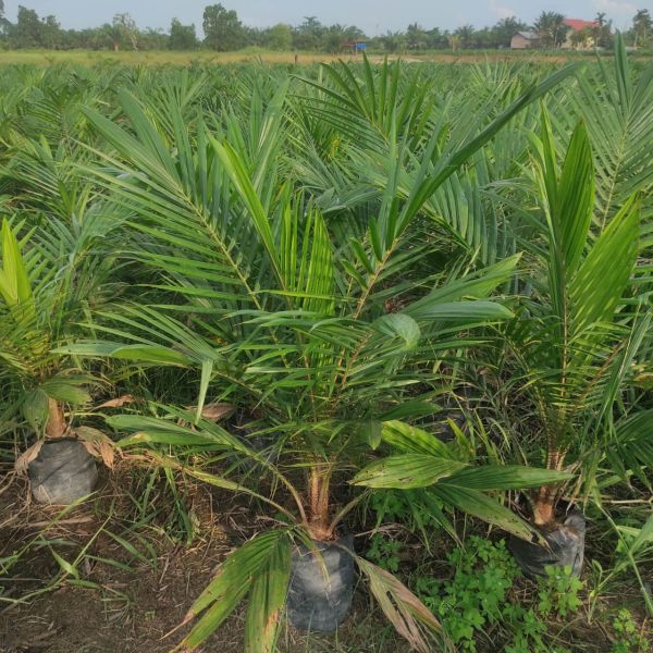 Kembangkan Bibit Sawit, Warga Pekanbaru Raup Puluhan Juta Tiap Bulan