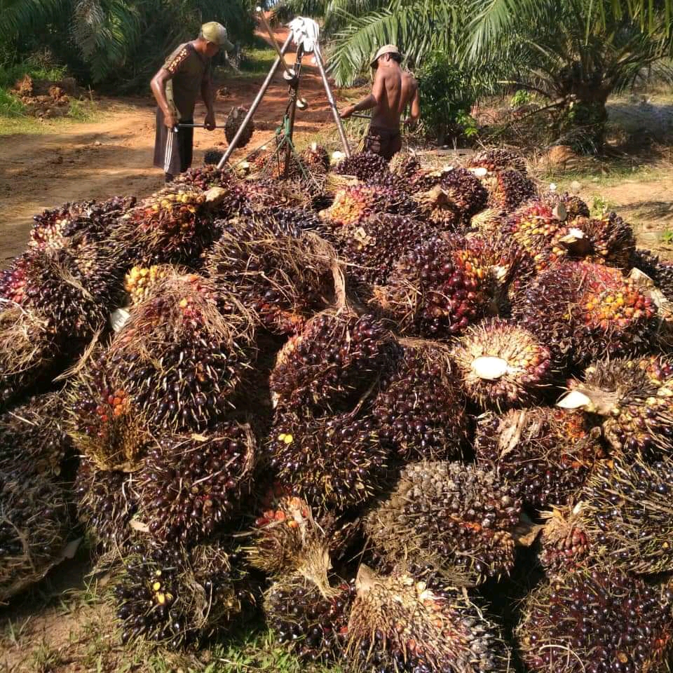 Harga TBS di Jambi Naik Rp 36,07/Kg