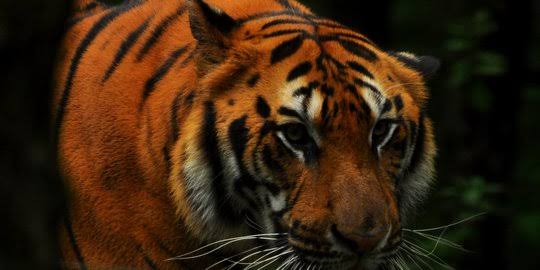 Remaja di Siak Diterkam Harimau, Tubuh Diseret ke Hutan