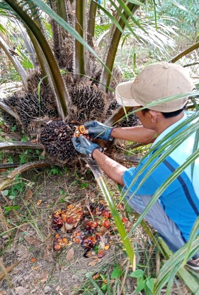 Pergub TBS Petani Swadaya Dinilai Ganggu Rezeki Pengepul