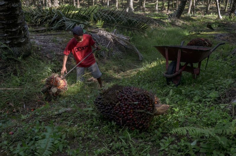 Cabut Izin demi Sawit di Tanah Adat Bikin Bupati Ini Digugat