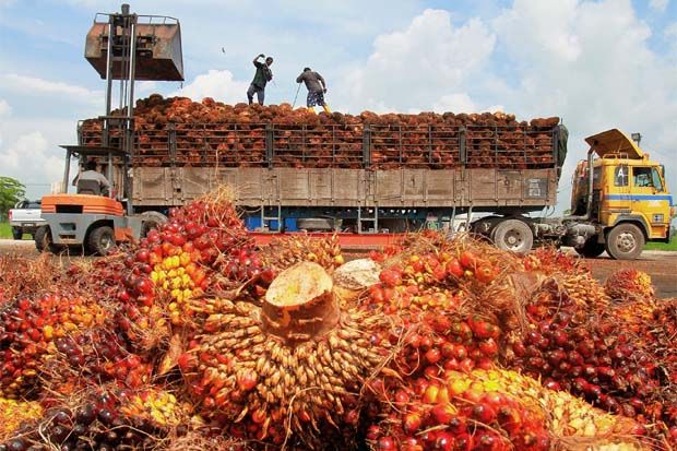 NTPR Petani Sumut Naik, Harga Pupuk Tak Berpengaruh