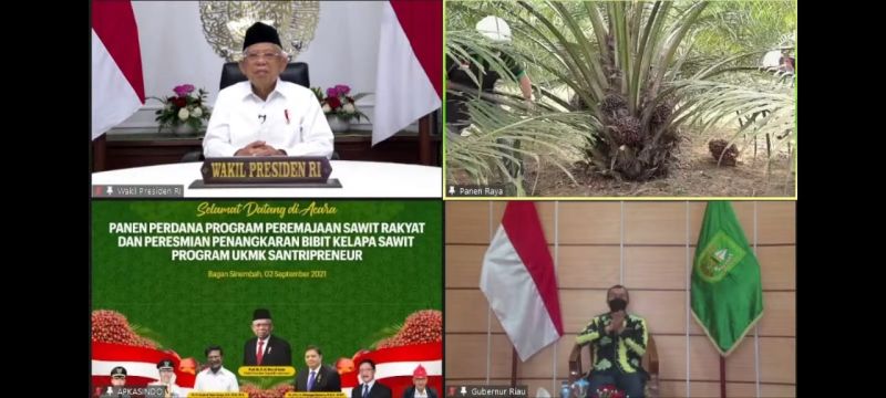 Secara Virtual, Wapres Buka Panen Perdana PSR di Rohil