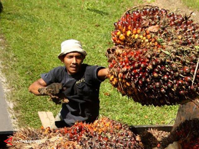 Tiga Negara Ini Produsen CPO Dari Riau