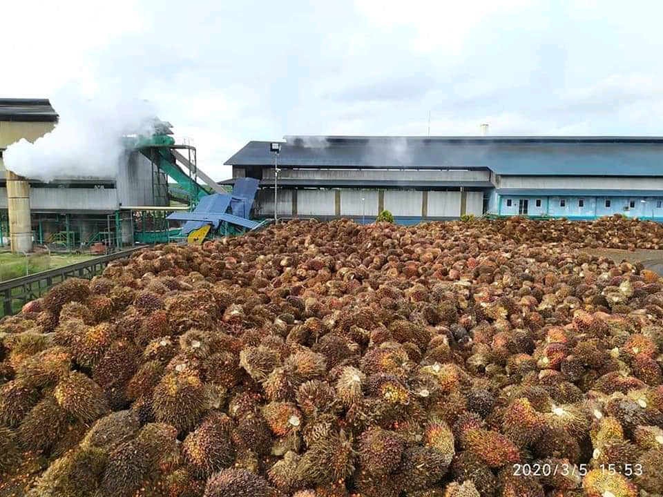 Perusahaan Sawit Diajak Lakukan Hilirasi