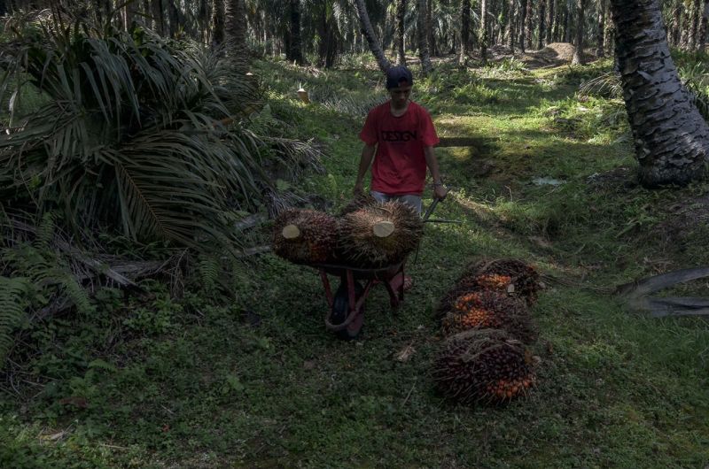 Nilai Tukar Petani Riau Naik Hingga 3,47 Persen