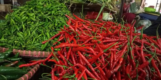 Harga Cabai Anjlok Jadi Rp3.000 per Kg, Petani Bakar Tanaman
