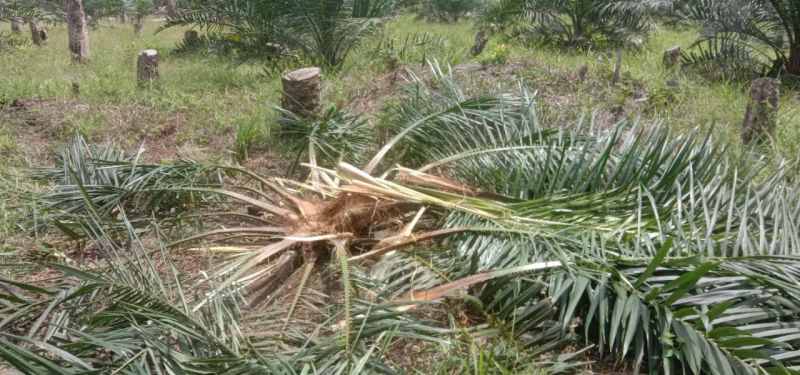 Gajah Obrak-abrik Kebun Sawit di Inhu