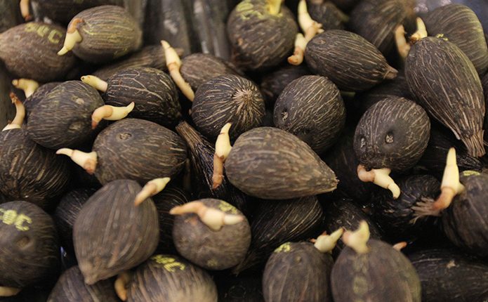 Minat Petani Sawit Memakai Kecambah FELDA Terhalang Regulasi