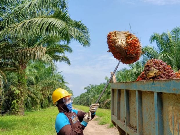 Sertifikat ISPO Diraih Perusahaan Sawit ini Lebih Awal