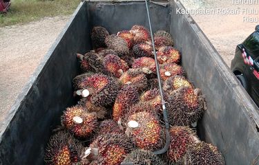 Owalah, Ninja Sawit Sikat 2 Ton TBS Milik PTPN V Rohul