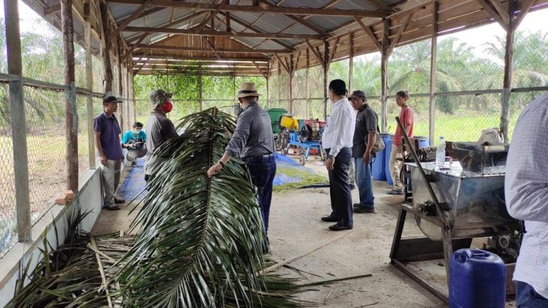 Hemat Biaya, Peternak Sapi Pakai Pelepah Kelapa Sawit