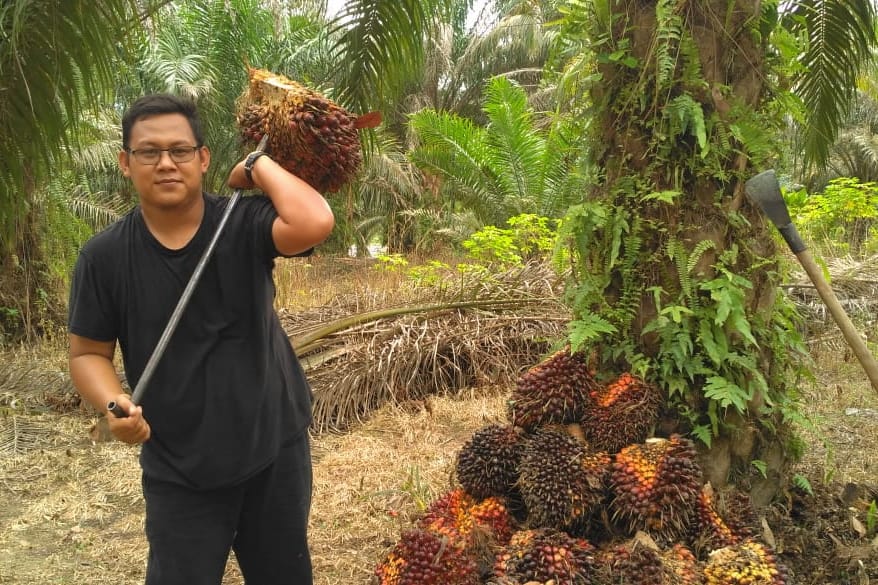 Cairrr, Harga Sawit di Riau Naik Lagi, Ini Rinciannya