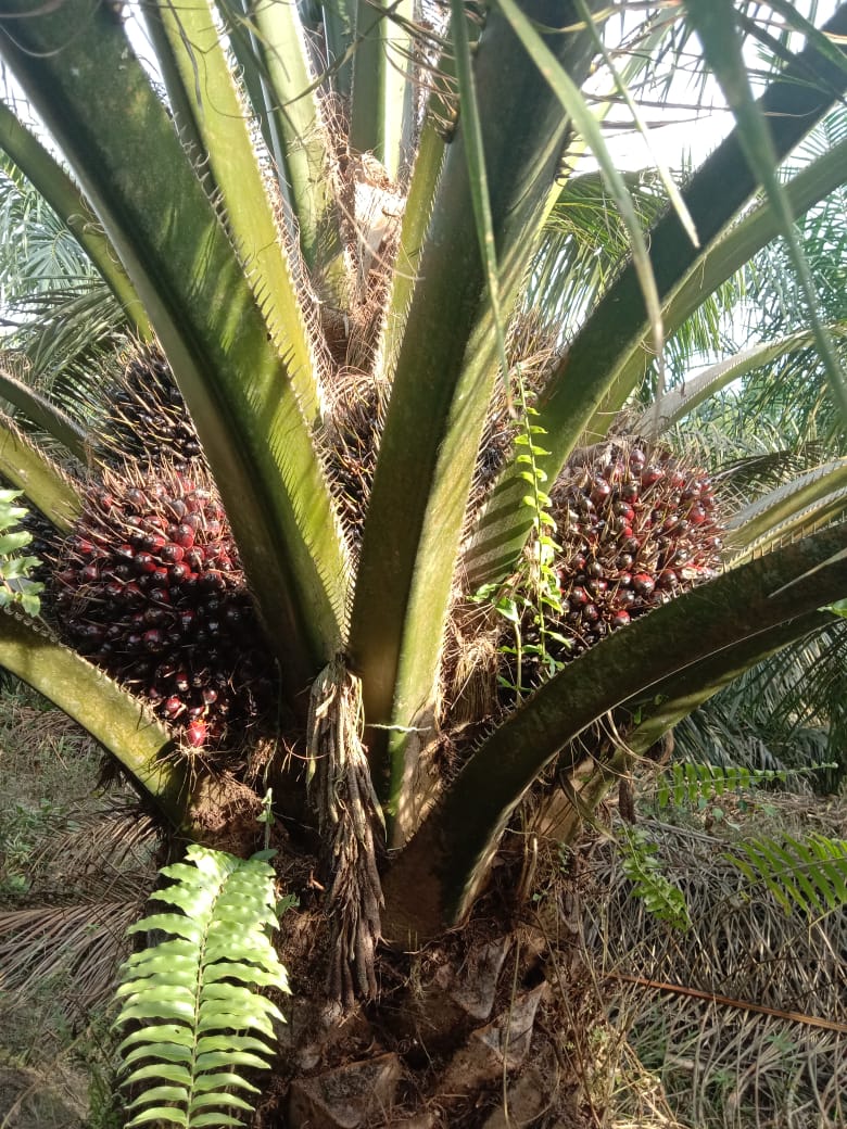 Selain Buah Sawit, Harga CPO Juga Naik di Riau
