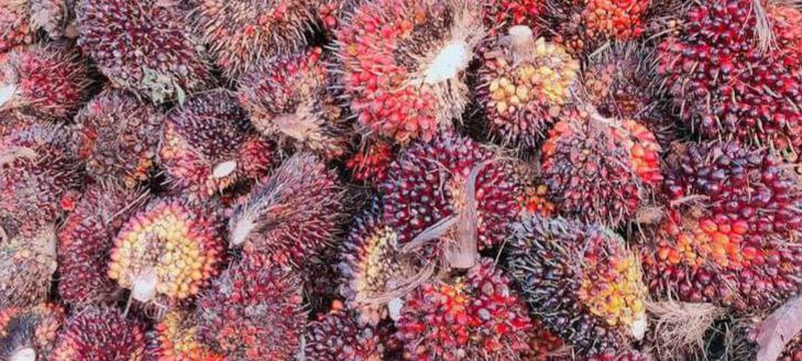 Kurangnya Peminat Dua Sertifikasi Sawit di Inhu