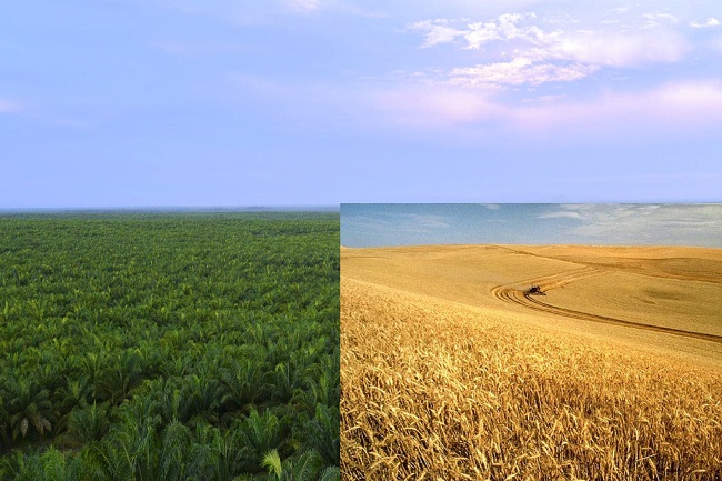 Domus: Kecohan Gandum-Sawit