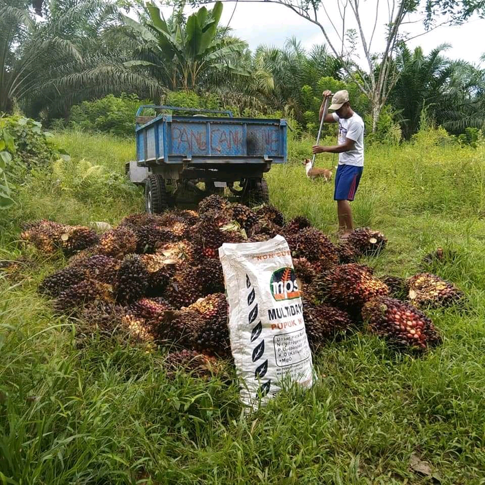 Harga Sawit Naik, Tapi Pupuk tak Mau Ketinggalan
