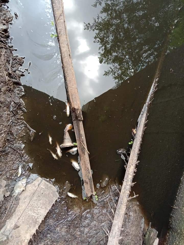 Diduga Tercemari Limbah Pabrik Sawit, Ribuan Ikan Mati