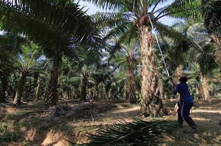Petani Minta Jangan Bedakan Kebun Rakyat dan Punya Pejabat