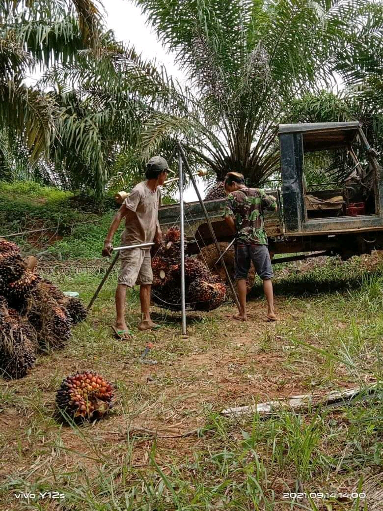 Ada Indikasi Praktek Kartel untuk Atur Harga TBS di PKS