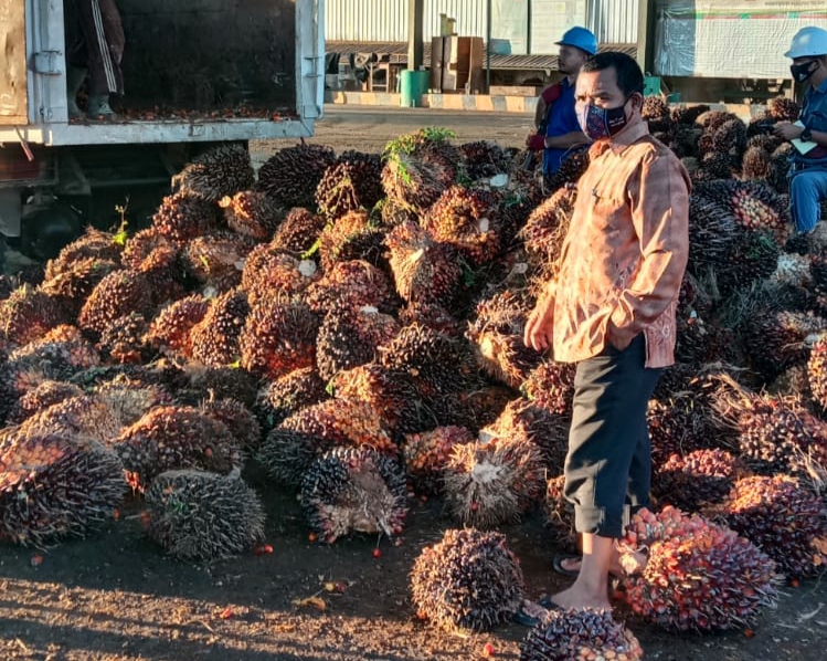 Kualitas TBS di Bawah Standar, Petani Masih Perlu Belajar