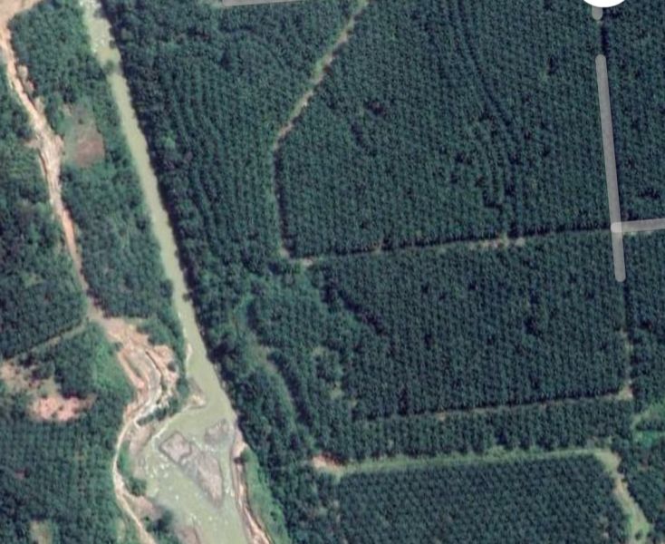 DAS Wampu Dipenuhi Tanaman Kelapa Sawit