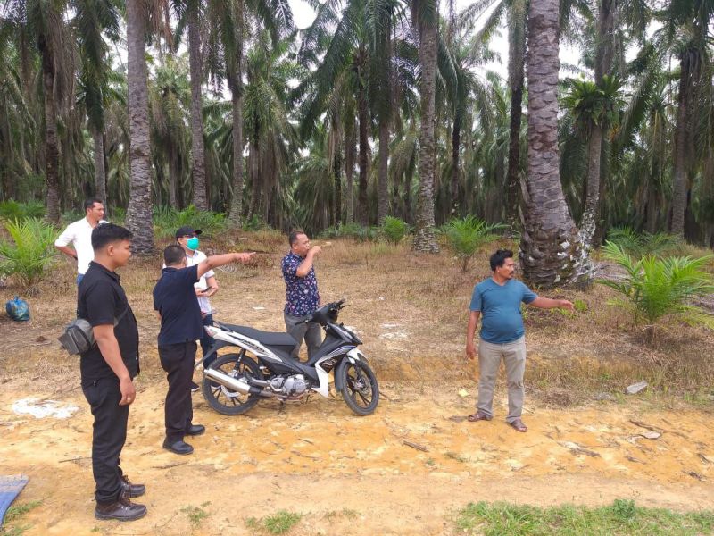 Menunggu Tuah Empat KUD Sawit di Pelalawan