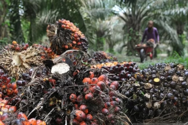 Begini Laporan KLHK Selama Moratorium Sawit