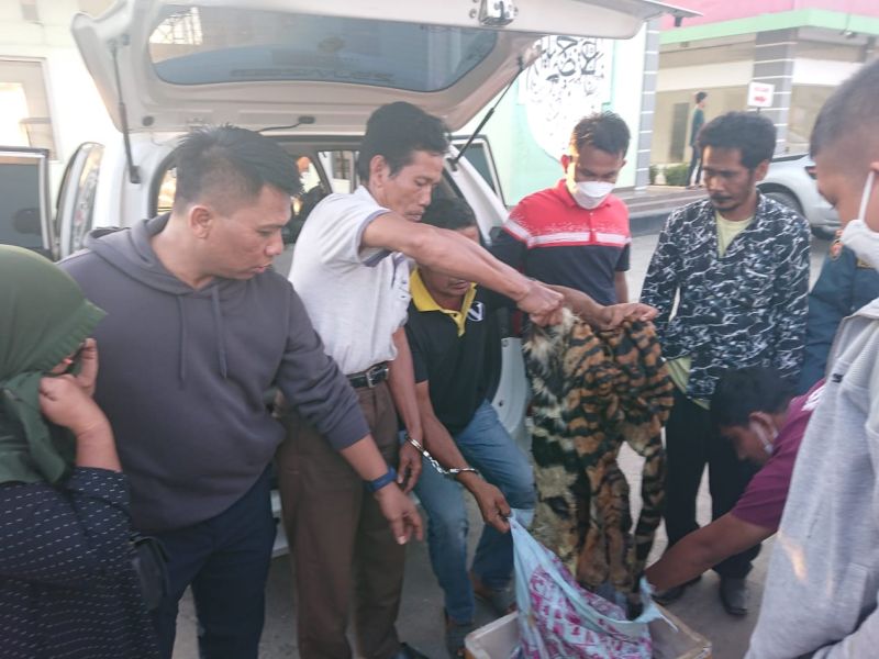 Jual Kulit Harimau, 4 Warga Sumbar Ditangkap di Riau