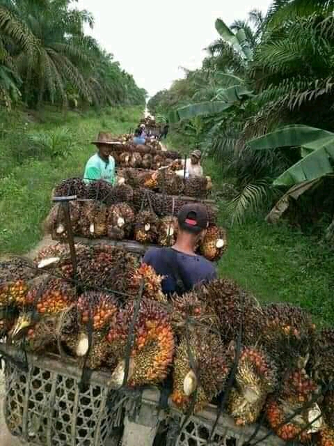 Petani Sawit Harus Bangga Jadi Penyelamat Indonesia