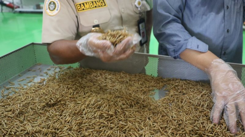 Wow, Mantap! Pekanbaru Ekspor Maggot 2.858 Kilogram ke Eropa