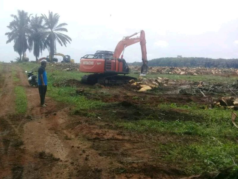 60 Ha Kebun Peserta Program PSR Ditanam Perdana