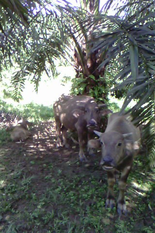 Peternak Kerbau Terbantu Rumput dari Kebun Sawit