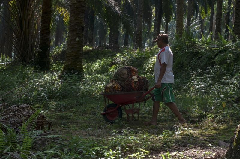 WALHI Dukung Moratorium Sawit Dilanjutkan, Ini Alasannya