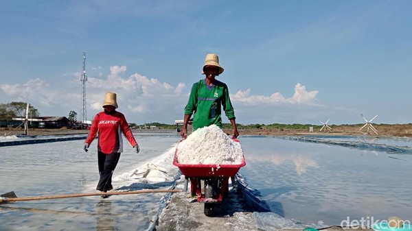 Nasib Petani Garam, Kena Anomali Cuaca, Dihantam Impor Pula